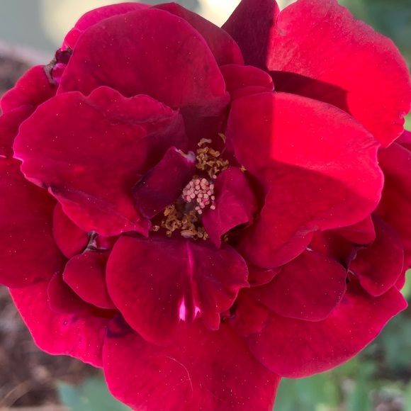 Meet your Posher, Abbye - Picture 1 of 1